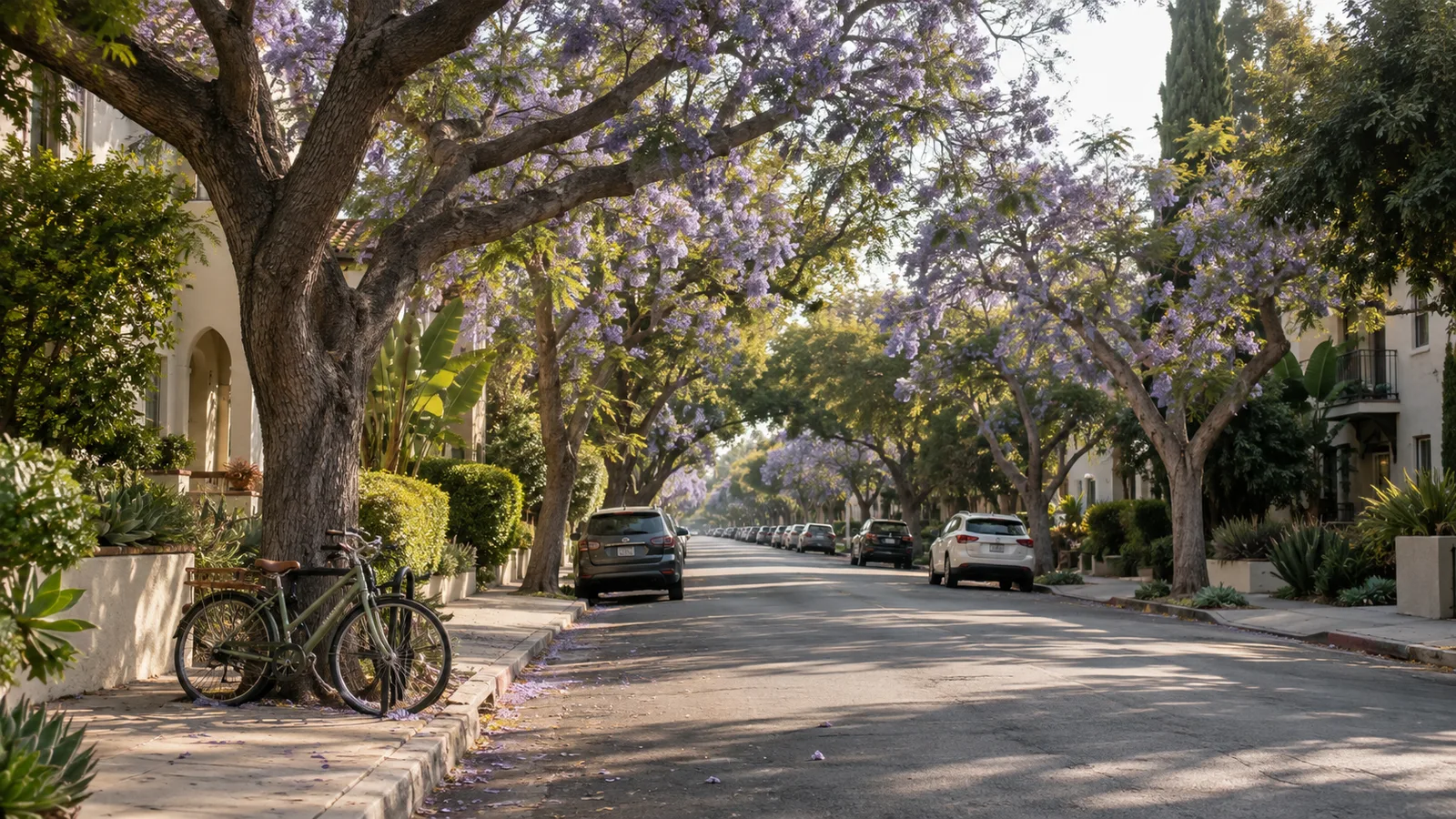 A quiet West Hollywood side street under flowering jacaranda trees, with a bicycle by the curb